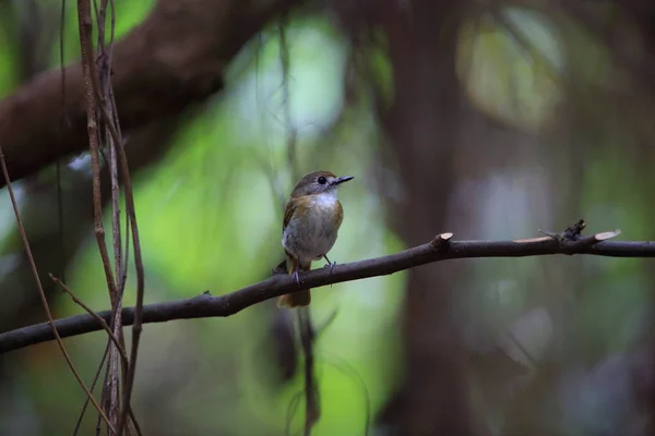 Fulvous-chested Jungle-Flycatcher (Rhinomyias olivacea) in Bali Barat National Park, Bali Island, Indonesia — Stock Photo, Image