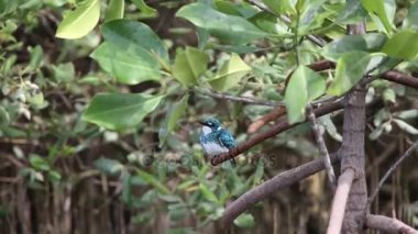 Gök mavisi yalıçapkını (Alcedo coerulescens)