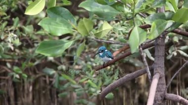 Gök mavisi yalıçapkını (Alcedo coerulescens)