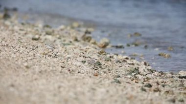 Bali Adası, Endonezya Malezya yağmurcunu (Charadrius peronii)