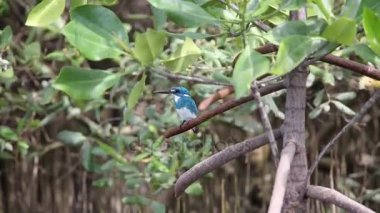 Gök mavisi yalıçapkını (Alcedo coerulescens)