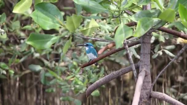 Cerulean kingfisher (Alcedo coerulescens) — Stock Video