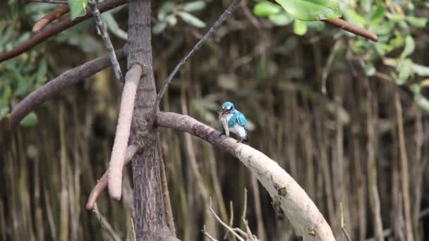 Cerulean kingfisher (Alcedo coerulescens) — Stock Video