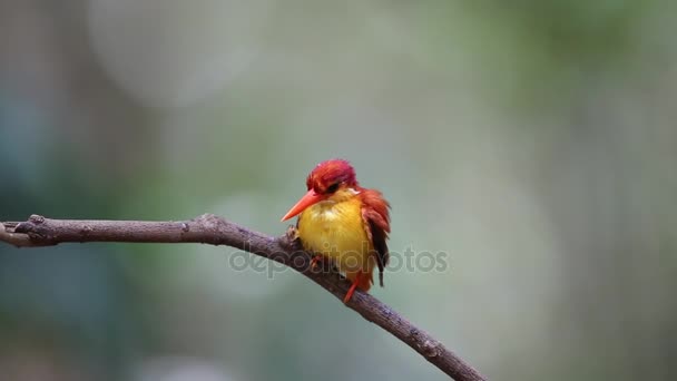 红棕色支持翠鸟 (Ceyx rufidorsa) 在巴厘岛巴拉特国家公园，印度尼西亚巴厘岛 — 图库视频影像