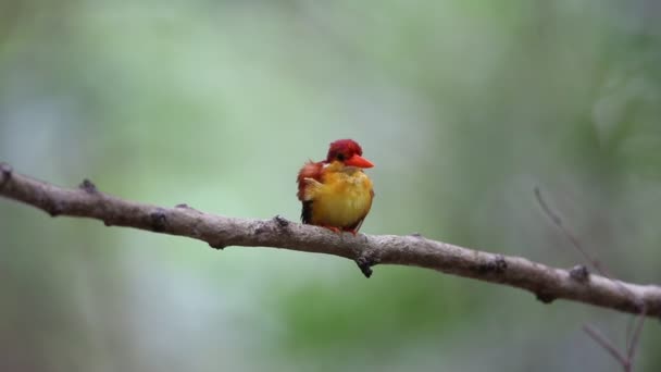 Kingfisher Rufous-Backed (Ceyx rufidorsa) em Bali Barat National Park, Bali Island, Indonésia — Vídeo de Stock