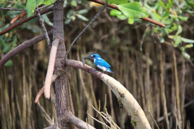Gök mavisi yalıçapkını (Alcedo coerulescens) Bali Adası, Endonezya