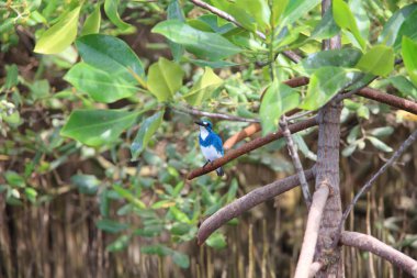 Gök mavisi yalıçapkını (Alcedo coerulescens) Bali Adası, Endonezya