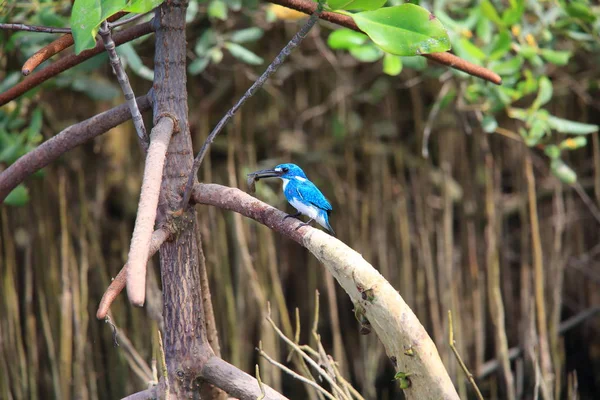 Cerúleo Martim-pescador (Alcedo coerulescens) na ilha de Bali, Indonésia — Fotografia de Stock