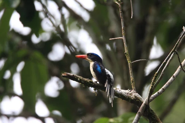 Galatea Paradise Kingfisher (Tanysiptera galatea) in Halmahera Island, Indonesia — Stock Photo, Image