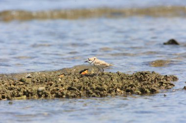Bali Adası, Endonezya Malezya yağmurcunu (Charadrius peronii)