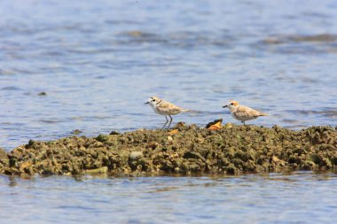 Bali Adası, Endonezya Malezya yağmurcunu (Charadrius peronii)