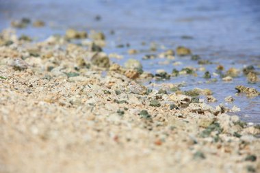 Bali Adası, Endonezya Malezya yağmurcunu (Charadrius peronii)
