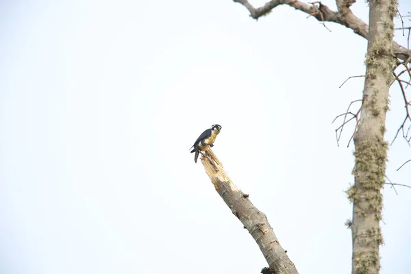 Falconet de muslo negro (Microhierax fringillarius) en el Parque Nacional Bali barat, isla de Bali, Indonesia — Foto de Stock