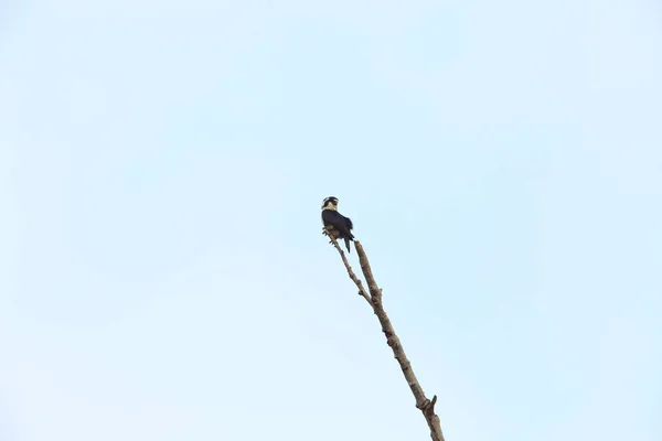 블랙 thighed Falconet (Microhierax fringillarius)에서 발리 바라 트 국립 공원, 발리 섬, 인도네시아 — 스톡 사진