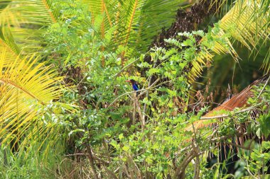 Cava yalıçapkını (Halcyon cyanoventris) Bali Adası, Endonezya