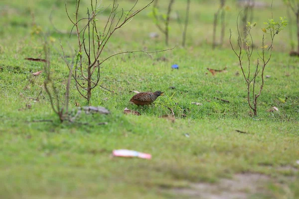 禁止 Buttonquail (Turnix suscitator) 在巴厘岛巴拉特国家公园，印度尼西亚巴厘岛 — 图库照片