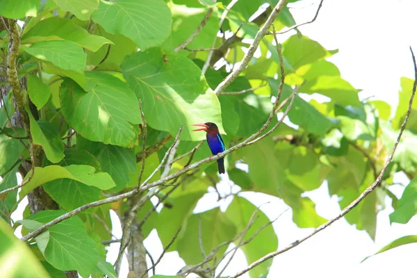 Cava yalıçapkını (Halcyon cyanoventris) Bali Adası, Endonezya — Stok fotoğraf