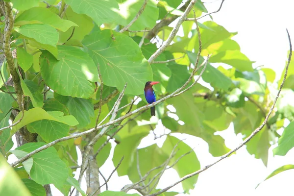 Яванский зимородок (Halcyon cyanoventris), Бали, Индонезия — стоковое фото