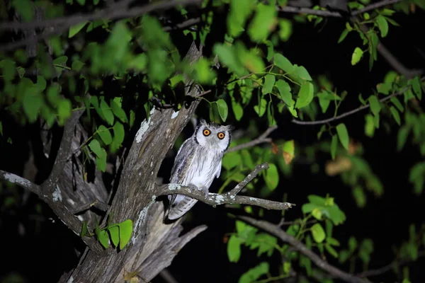 Chouette blanche du Sud (Ptilopsis granti) en Zambie — Photo