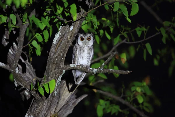 Südliche Weißgesicht-Eule (ptilopsis granti) in Sambia — Stockfoto