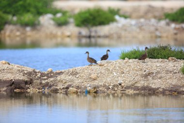 Sunda Teal (Anas gibberifrons) Içinde Bali Barat Ulusal Parkı, Bali adası, Endonezya