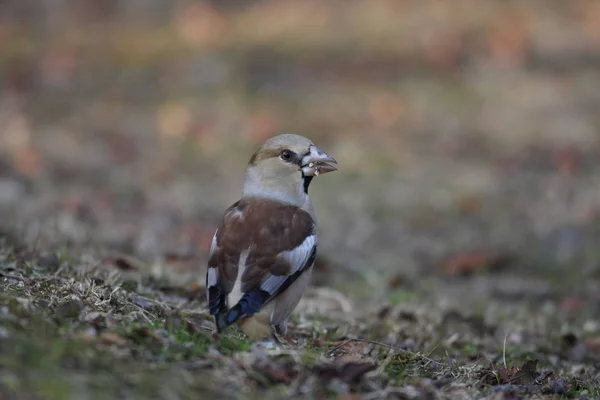 Hawfinch (Coccothraustes coccothraustes) au Japon — Photo