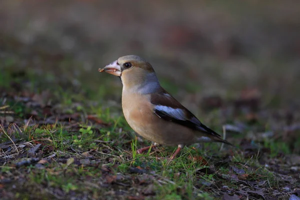 Hawfinch (Coccothraustes coccothraustes) in Japan — Stock Photo, Image