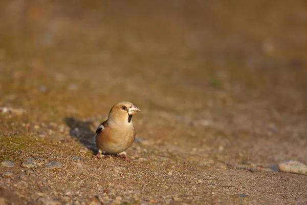 일본에서 hawfinch (coccothraustes coccothraustes) — 스톡 사진