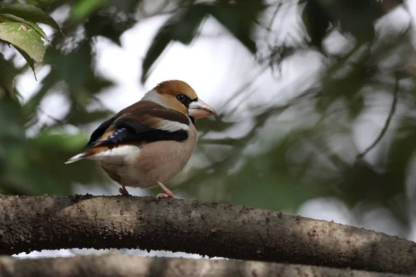 Hawfinch (Coccothraustes coccothraustes) in Japan — Stock Photo, Image