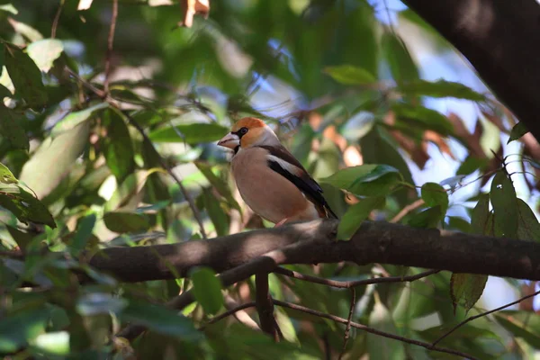 Appelvink (coccothraustes coccothraustes) in japan — Stockfoto