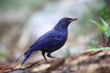 Ardıç kuşu (Myophonus caeruleus) Tam Dao, Kuzey Vietnam ıslık mavi