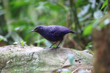 Ardıç kuşu (Myophonus caeruleus) Tam Dao, Kuzey Vietnam ıslık mavi