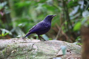 Ardıç kuşu (Myophonus caeruleus) Tam Dao, Kuzey Vietnam ıslık mavi