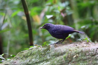 Ardıç kuşu (Myophonus caeruleus) Tam Dao, Kuzey Vietnam ıslık mavi
