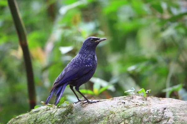 Blue whistling thrush (Myophonus caeruleus) in Tam Dao, North Vietnam — Stock Photo, Image