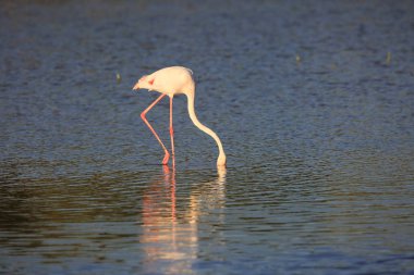 Büyük Flamingo (Phoenicopterus çevresi) içinde Dubai, İngiltere