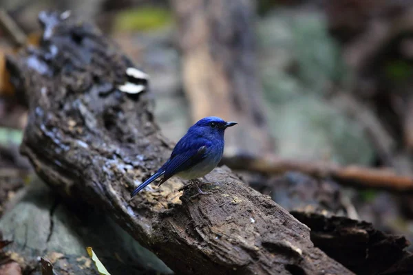 Apanhador de moscas azul de Hainan (Cyornis hainanus) no Parque Nacional Cuc phong, Vietname — Fotografia de Stock