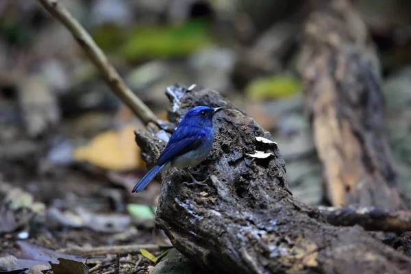 Acchiappamosche blu di Hainan (Cyornis hainanus) nel Parco Nazionale del Phong di Cuc, Vietnam — Foto Stock