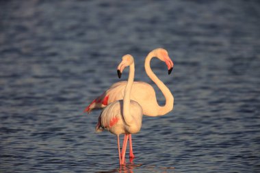 Büyük Flamingo (Phoenicopterus çevresi) içinde Dubai, İngiltere