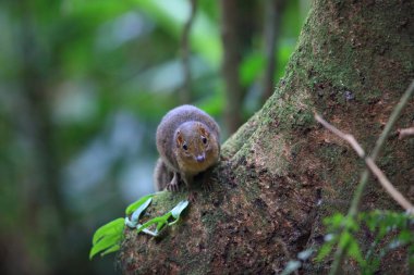 Kuzey ince uçlu Treeshrew (Dendrogale murina) içinde Tam Dao, Kuzey Vietnam 