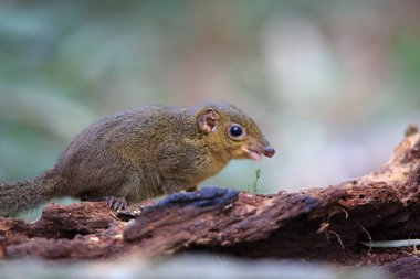 Kuzey ince uçlu Treeshrew (Dendrogale murina) içinde Tam Dao, Kuzey Vietnam 