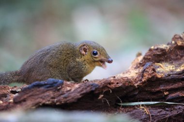 Kuzey ince uçlu Treeshrew (Dendrogale murina) içinde Tam Dao, Kuzey Vietnam 