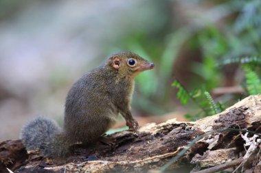 Kuzey ince uçlu Treeshrew (Dendrogale murina) içinde Tam Dao, Kuzey Vietnam 