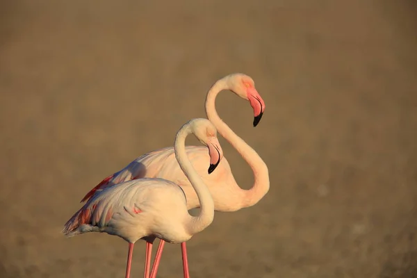 Greater Flamingo (Phoenicopterus roseus) in Dubai, United Arab Emirates — Stock Photo, Image