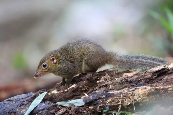 Northern Slender-tailed Treeshrew (Dendrogale murina) em Tam Dao, Vietnã do Norte — Fotografia de Stock