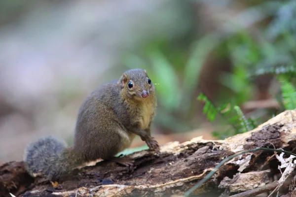 Treeshrew dalla coda sottile settentrionale (Dendrogale murina) a Tam Dao, Vietnam del Nord — Foto Stock