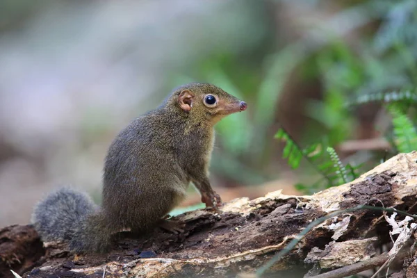 Northern Slender-tailed Treeshrew (Dendrogale murina) en Tam Dao, Vietnam del Norte — Foto de Stock