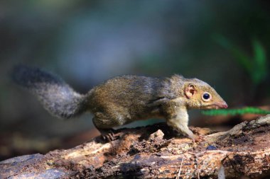 Kuzey ince uçlu Treeshrew (Dendrogale murina) içinde Tam Dao, Kuzey Vietnam 