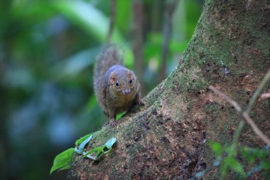 Kuzey ince uçlu Treeshrew (Dendrogale murina) içinde Tam Dao, Kuzey Vietnam 