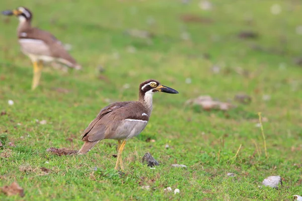 Strand-Brachvogel oder Strand-Dickknie (Orthorhamphus magnirostris) im Bali Barat Nationalpark, Bali Island, Indonesien — Stockfoto